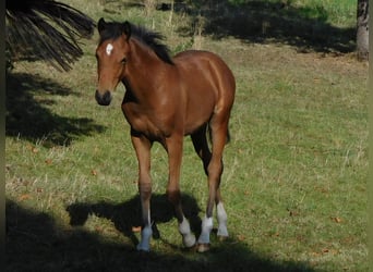 German Riding Pony, Mare, Foal (04/2025), Brown