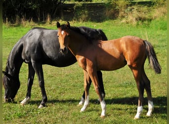 German Riding Pony, Mare, Foal (04/2025), Brown