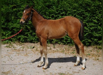 German Riding Pony, Mare, Foal (04/2025), Brown