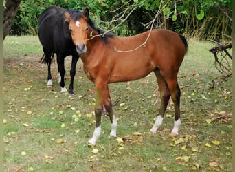 German Riding Pony, Mare, Foal (04/2025), Brown