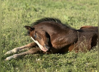 German Riding Pony, Mare, , Brown