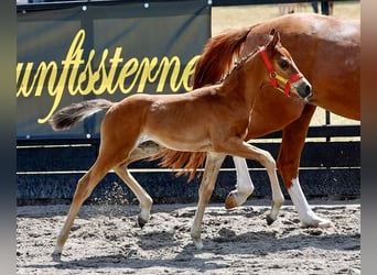 German Riding Pony, Mare, Foal (06/2026), Brown