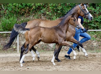 German Riding Pony, Mare, Foal (05/2026), Brown