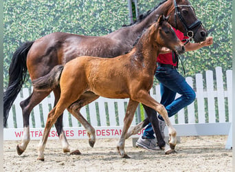 German Riding Pony, Mare, Foal (04/2026), Brown