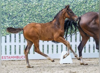 German Riding Pony, Mare, Foal (04/2026), Brown