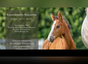 German Riding Pony, Mare, , Brown