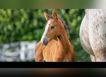 German Riding Pony, Mare, , Brown
