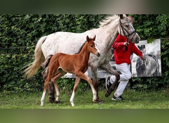 German Riding Pony, Mare, , Brown