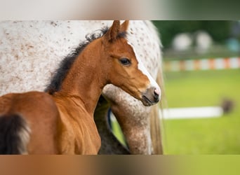 German Riding Pony, Mare, , Brown