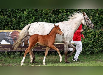 German Riding Pony, Mare, , Brown