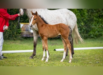 German Riding Pony, Mare, , Brown