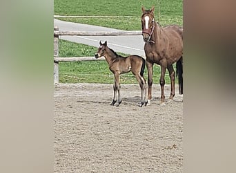 German Riding Pony, Mare, Foal (03/2024), Brown