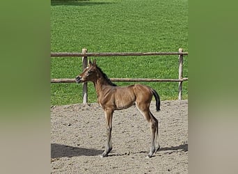 German Riding Pony, Mare, Foal (03/2024), Brown
