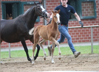 German Riding Pony, Mare, Foal (04/2024), Brown