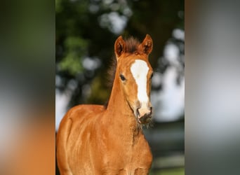 German Riding Pony, Mare, Foal (04/2024), Brown