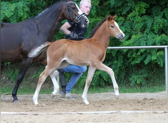 German Riding Pony, Mare, Foal (04/2024), Brown