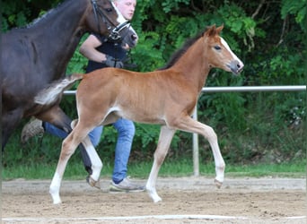 German Riding Pony, Mare, Foal (04/2024), Brown