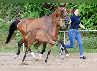 German Riding Pony, Mare, Foal (03/2026), Brown