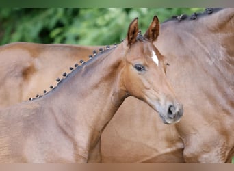 German Riding Pony, Mare, Foal (03/2026), Brown