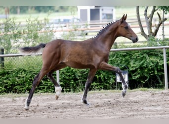 German Riding Pony, Mare, Foal (03/2026), Brown