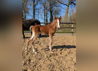 German Riding Pony, Mare, , Brown