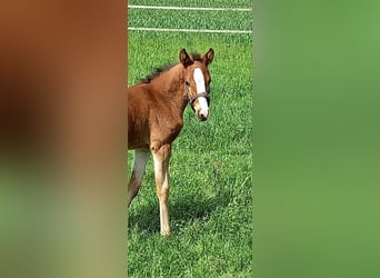 German Riding Pony, Mare, , Brown