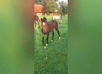 German Riding Pony, Mare, Foal (05/2023), Brown