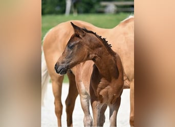 German Riding Pony, Mare, Foal (05/2025), Brown