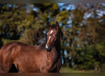 German Riding Pony, Mare, Foal (05/2025), Brown