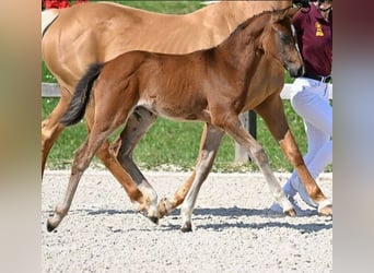 German Riding Pony, Mare, Foal (05/2025), Brown