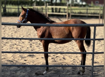 German Riding Pony, Mare, Foal (04/2025), Brown