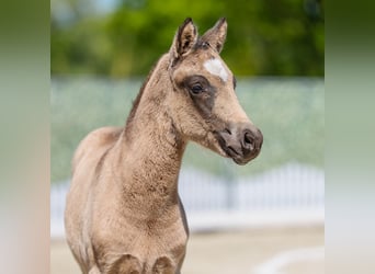 German Riding Pony, Mare, Foal (02/2026), Brown Falb mold