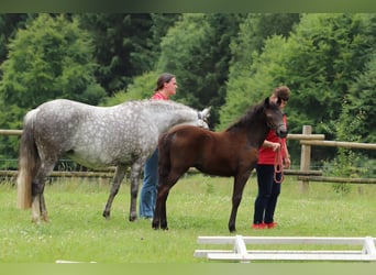German Riding Pony, Mare, Foal (02/2025), Brown Falb mold