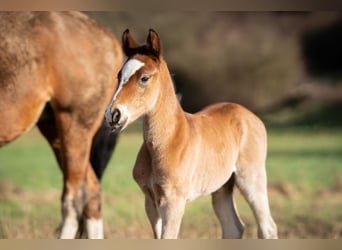 German Riding Pony Mix, Mare, Foal (02/2024), Brown