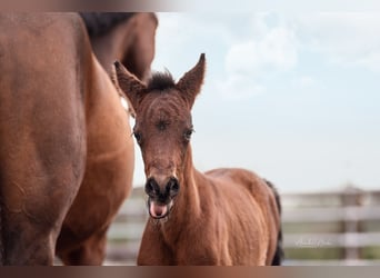 German Riding Pony, Mare, Foal (04/2024), Brown