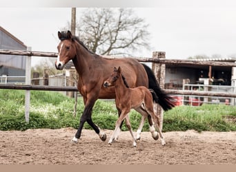 German Riding Pony, Mare, Foal (04/2024), Brown