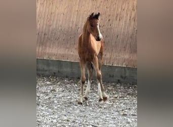 German Riding Pony, Mare, Foal (03/2026), Brown