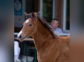 German Riding Pony, Mare, Foal (04/2026), Brown