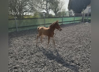 German Riding Pony, Mare, Foal (04/2026), Brown