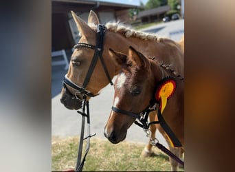 German Riding Pony, Mare, Foal (05/2025), Brown