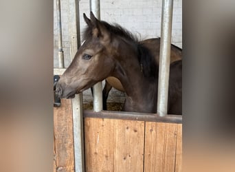 German Riding Pony, Mare, Foal (03/2026), Buckskin