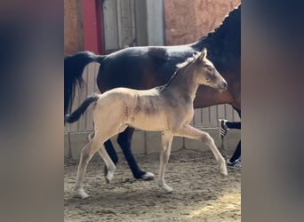 German Riding Pony, Mare, Foal (03/2026), Buckskin