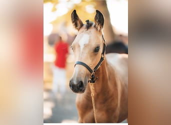 German Riding Pony, Mare, Foal (05/2025), Buckskin