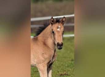 German Riding Pony, Mare, Foal (04/2024), Buckskin