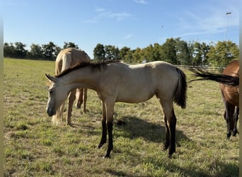 German Riding Pony, Mare, Foal (03/2025), Buckskin