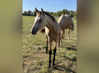 German Riding Pony, Mare, Foal (03/2025), Buckskin