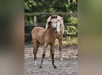 German Riding Pony, Mare, Foal (03/2024), Buckskin