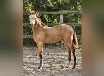 German Riding Pony, Mare, Foal (03/2024), Buckskin