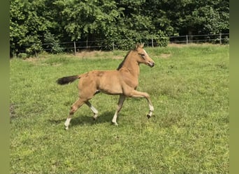 German Riding Pony, Mare, Foal (05/2026), Buckskin