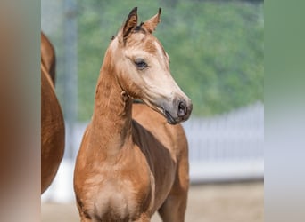 German Riding Pony, Mare, Foal (05/2026), Buckskin
